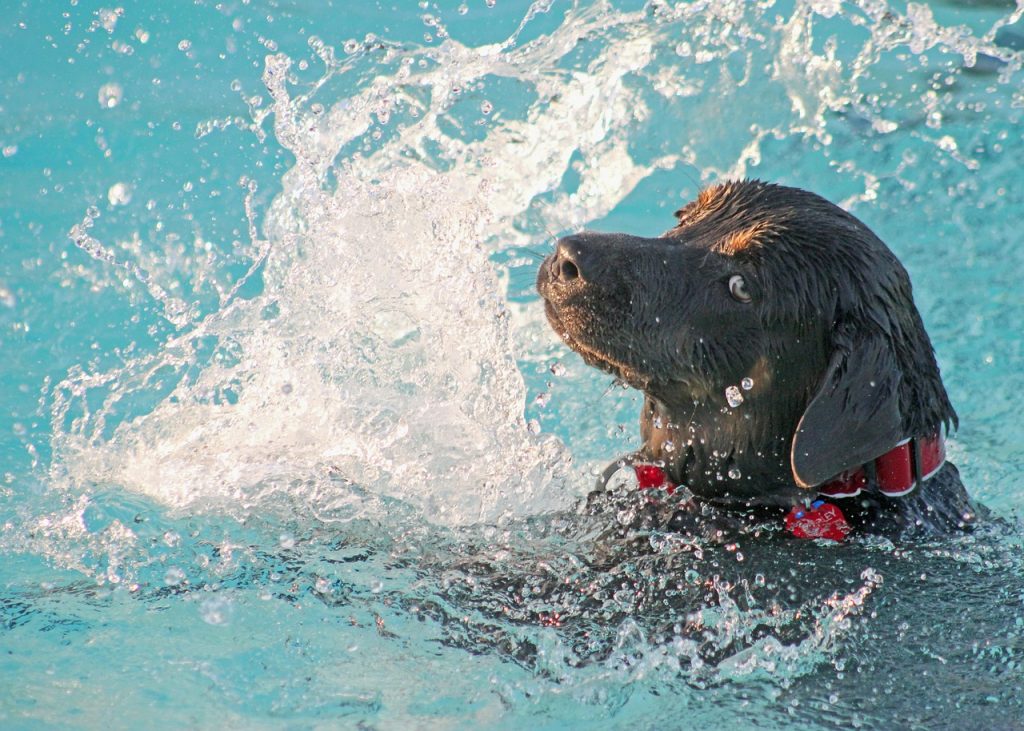 balneario mascotas